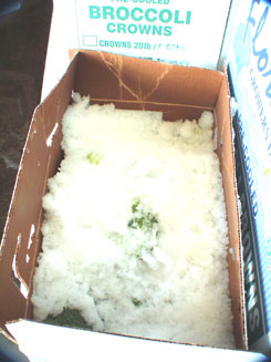 Ice Envelops Broccoli